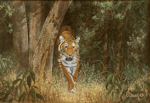 tiger